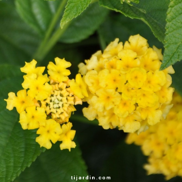 Lantana camara ‘Lucky Yellow’