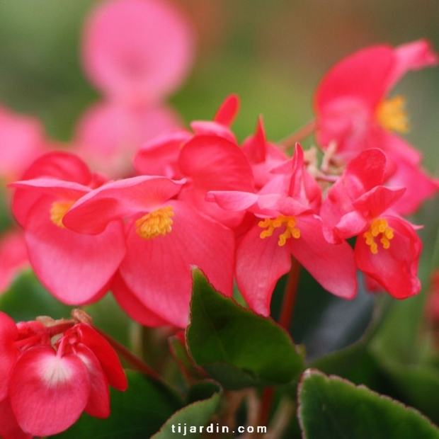 Begonia x ‘Dragon Wing’