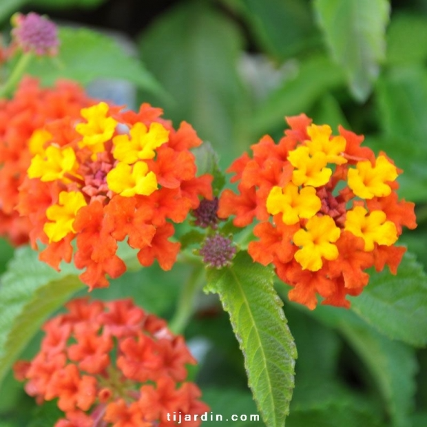 Lantana camara ‘Lucky Red Flame’