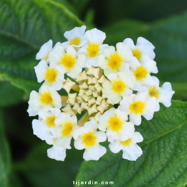 Lantana camara ‘Lucky White’