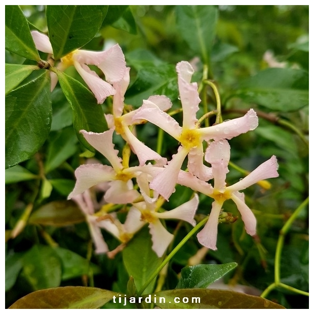 Trachelospermum asiaticum ‘Pink Showers’