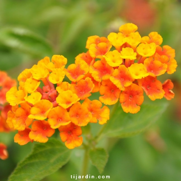 Lantana camara repens ‘Orange Carpet’