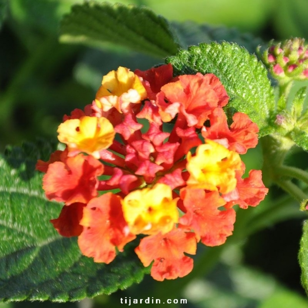 Lantana camara ‘Bandana Cherry Amélioré