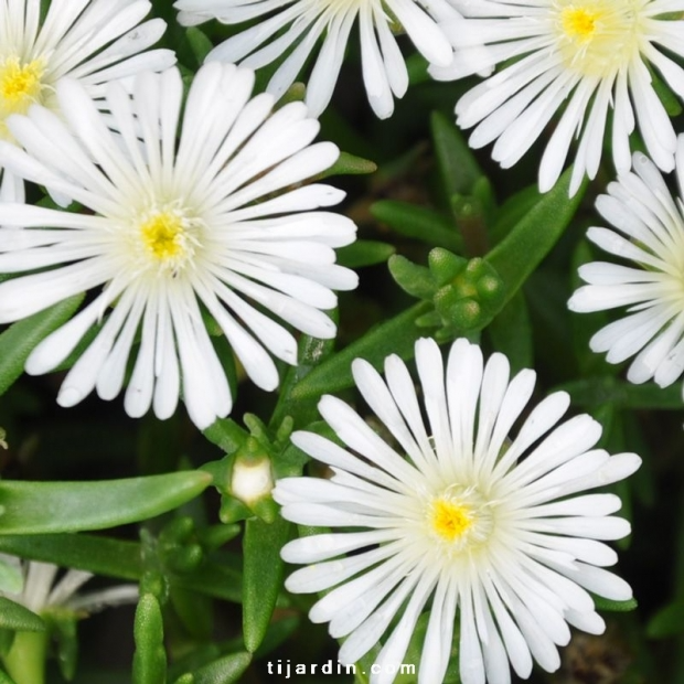 Delosperma ‘Wonder’