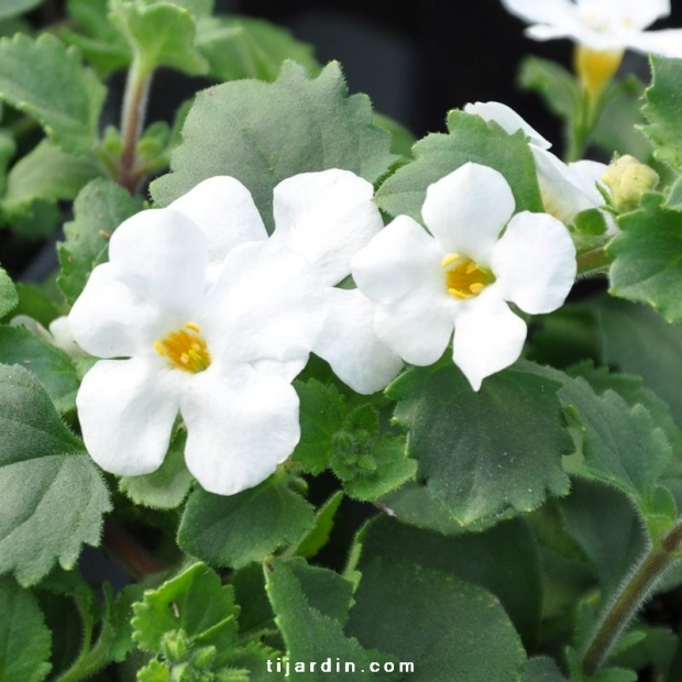 Bacopa ‘Scopia Gulliver’-Sutera