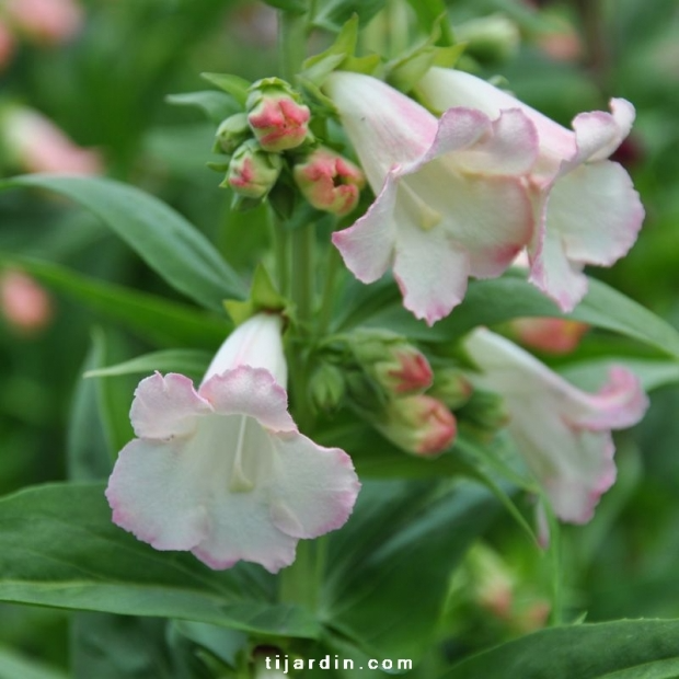 Penstemon hartwegii ‘Phoenix’