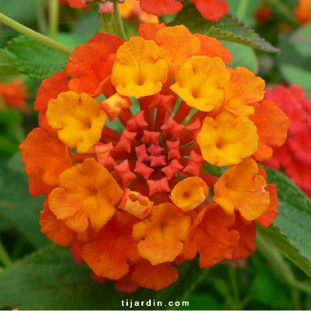 Lantana camara ‘Professeur Raoux’