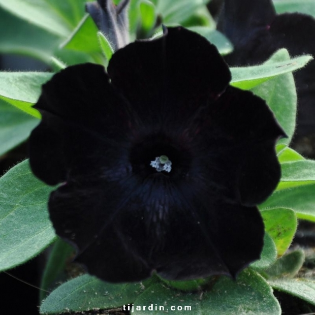 Petunia ‘Potunia’