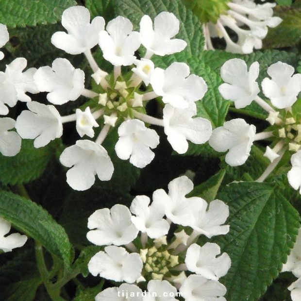 Lantana sellowiana ‘Blanc’