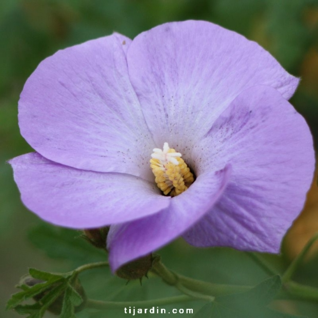 Alyogyne huegelii ‘Santa Cruz’