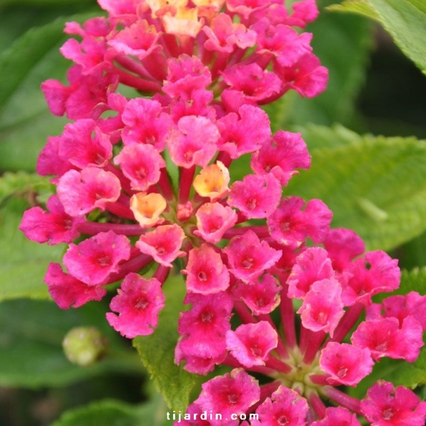 Lantana camara ‘Bandana Cherry’