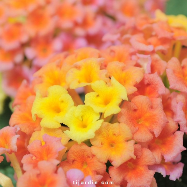 Lantana camara ‘Bandana Peach’