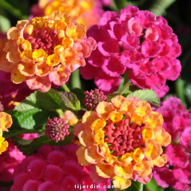 Lantana camara ‘Lucky Sunrise Rose’