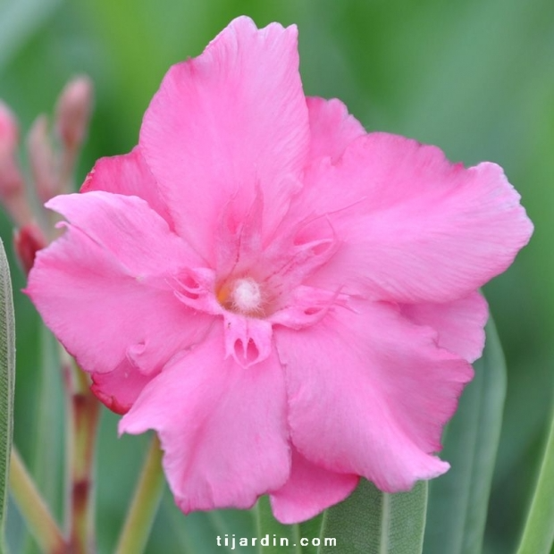 Nerium oleander ‘Rose de Borel’