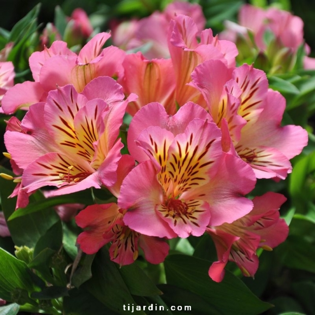 Alstroemeria ‘Inticancha’