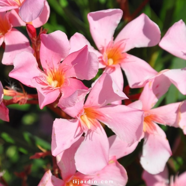 Nerium oleander ‘Tito Poggi’