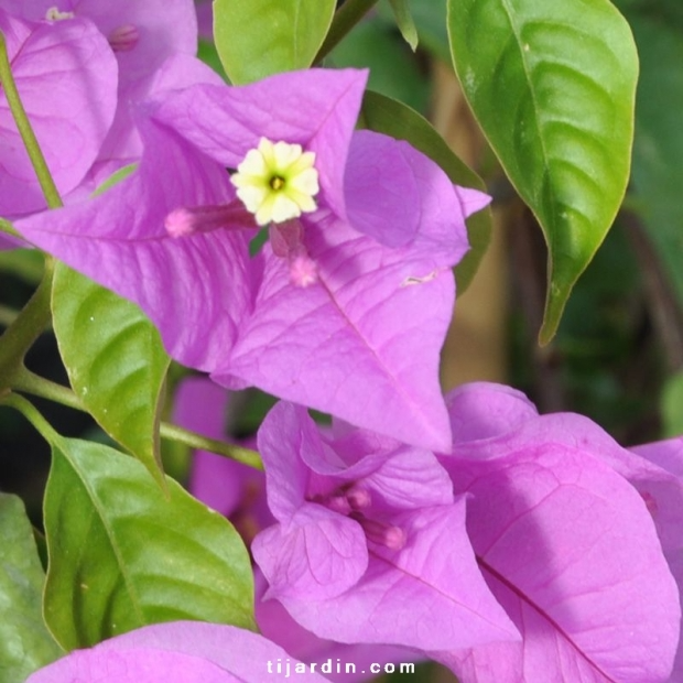 Bougainvillea ‘Ville d’Antibes’