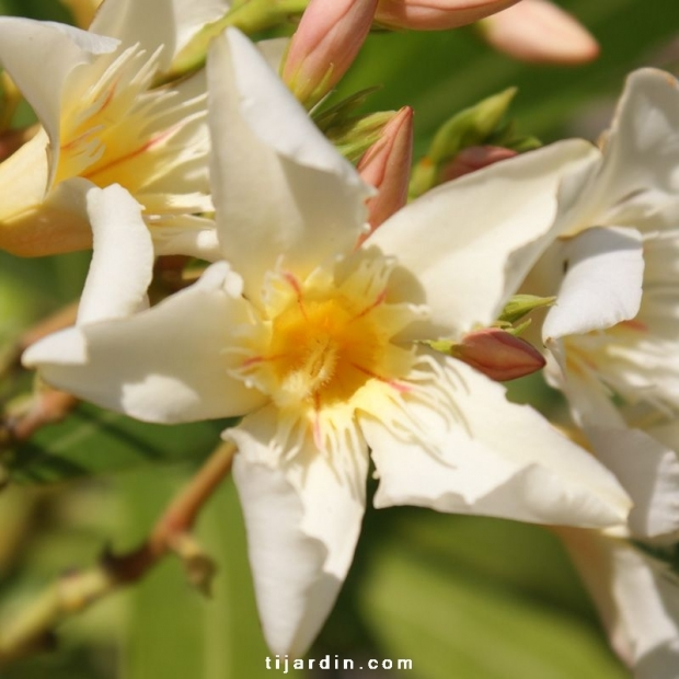 Nerium oleander ‘Souvenir des Iles de Canaries’