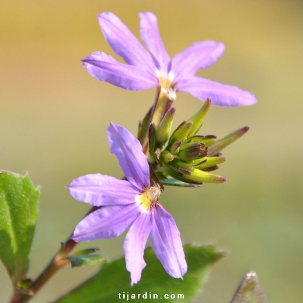 Scaevola aemula ‘Abanico’