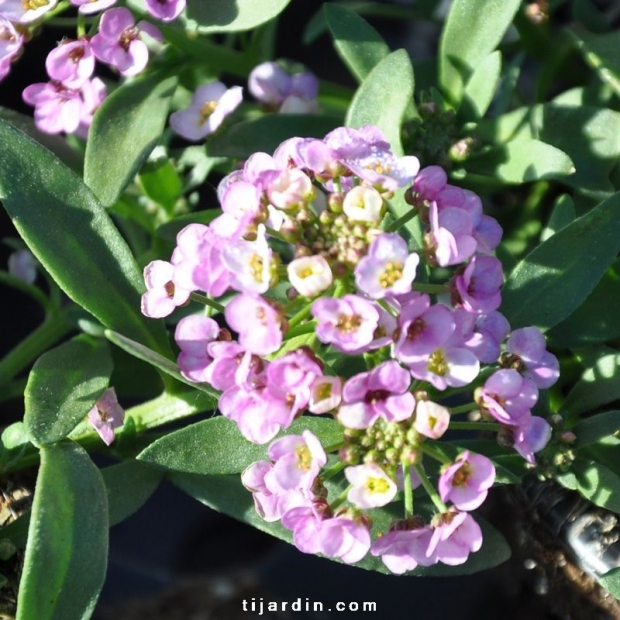 Alysse odorante-Lobularia maritima