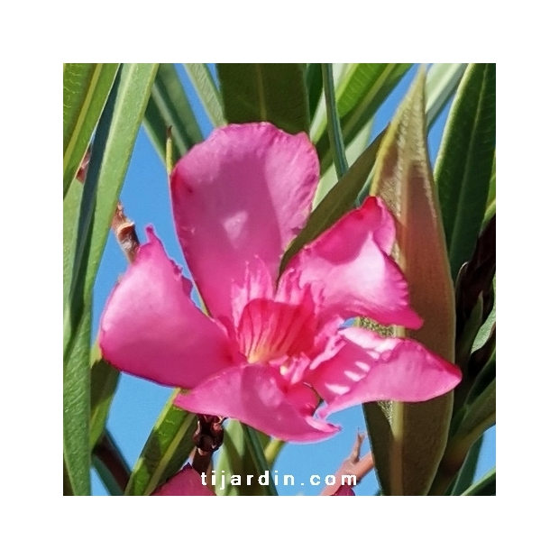 Nerium oleander ‘Minouche’