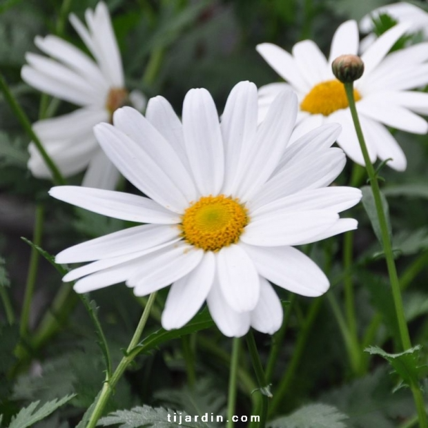 Anthemis Maltaise