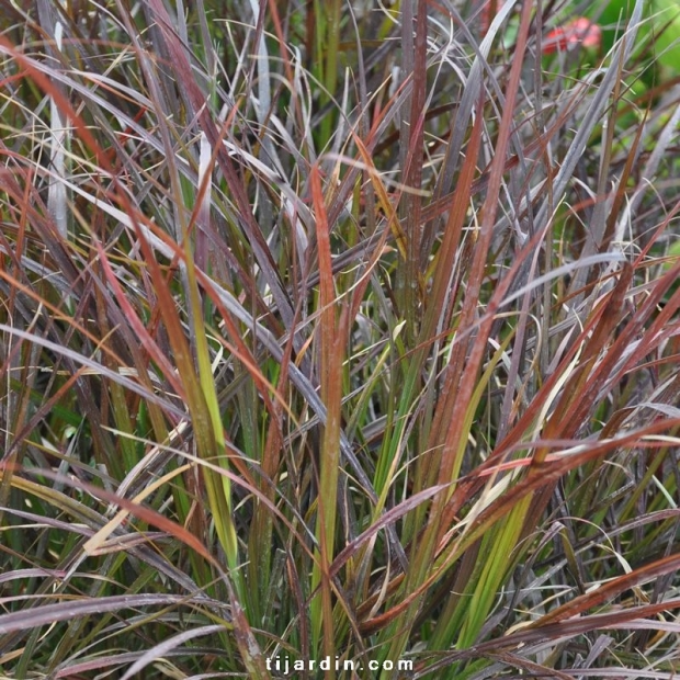 Cenchrus advena ‘Rubrum’ Pennisetum setaceum