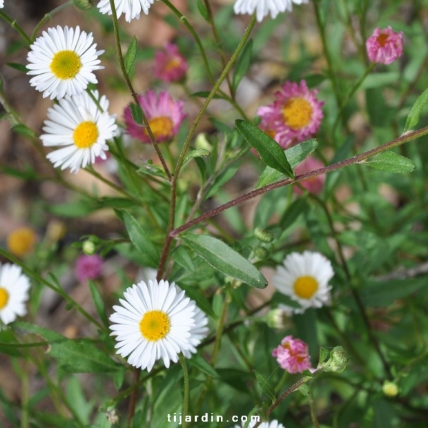 Erigeron ‘Karvinskianus’