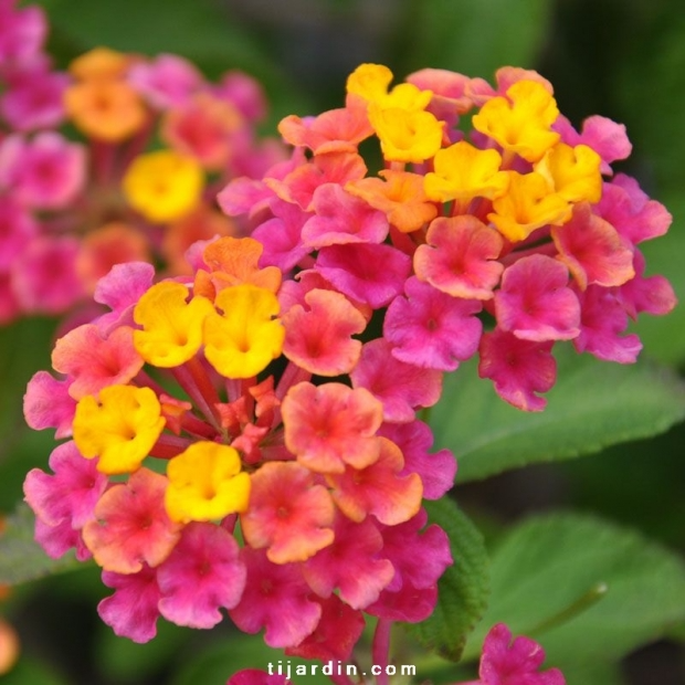 Lantana camara ‘Cochenille’