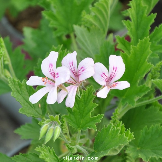 Géranium odorant – Pelargonium citriodorum