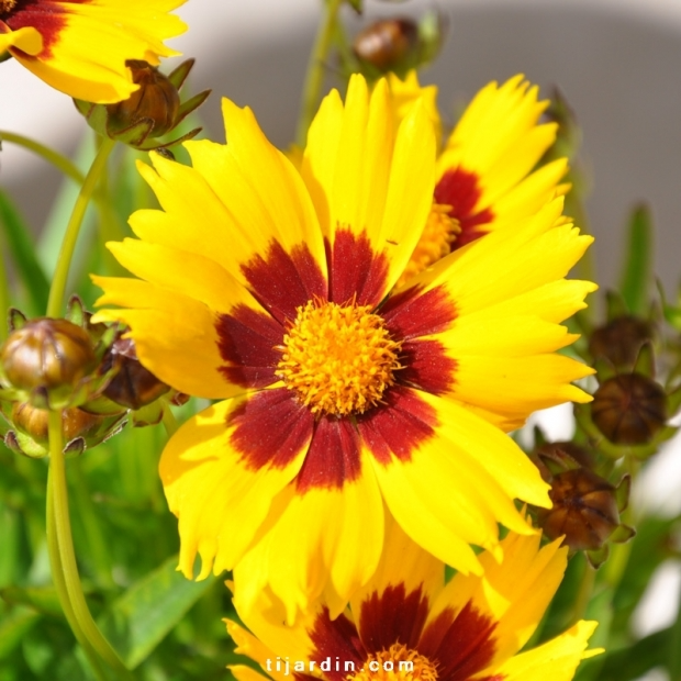 Coreopsis grandiflora