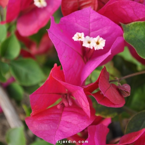 Bougainvillea ‘Opulence’