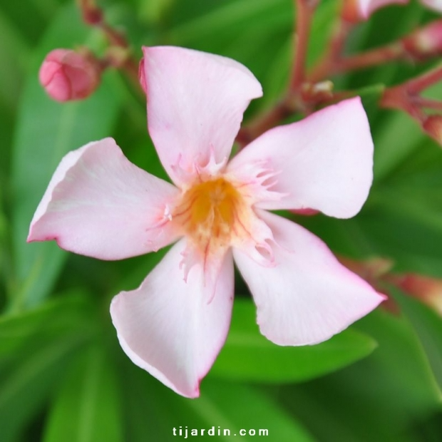 Nerium oleander ‘Caro’