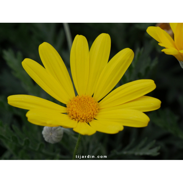 Euryops ‘Pectinatus’