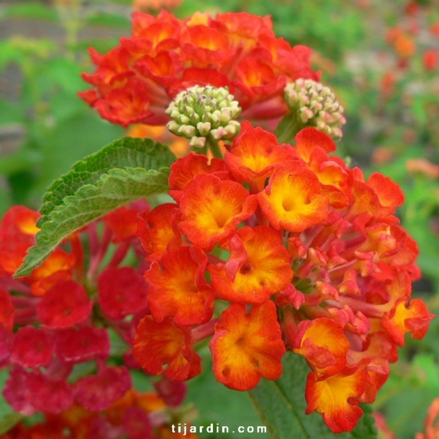 Lantana camara ‘Flamenco’