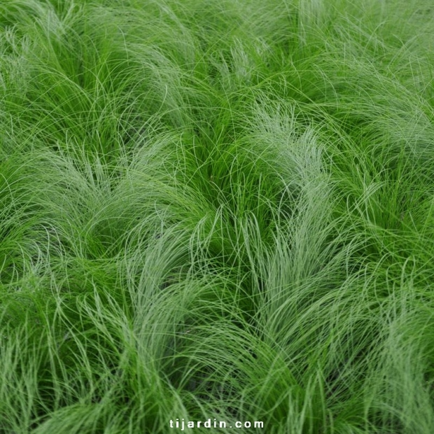 Stipa tenuissima ‘Pony Tails’