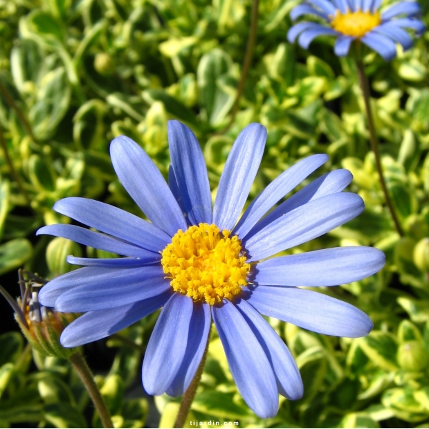 Agathea coelestis – Felicia à feuillage panaché