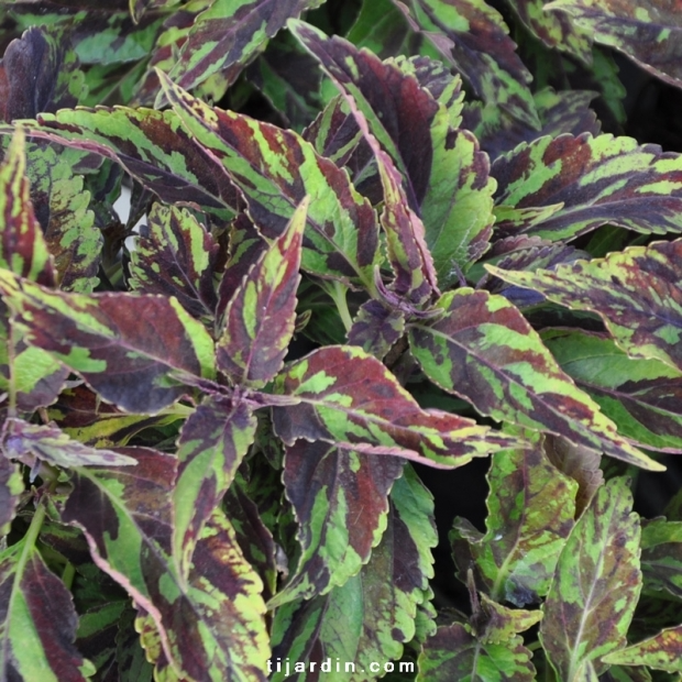 Coleus ‘Purple Haze’-Solenostemon