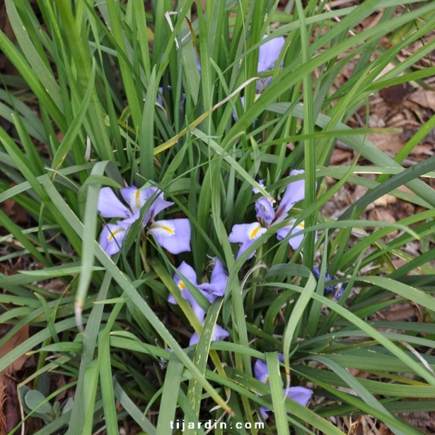 Iris d’Alger-Iris unguicularis