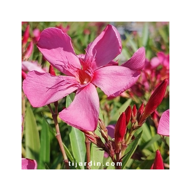 Nerium oleander ‘Cap Saint Vincent’