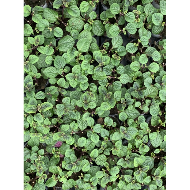 Plectranthus ‘Nico’