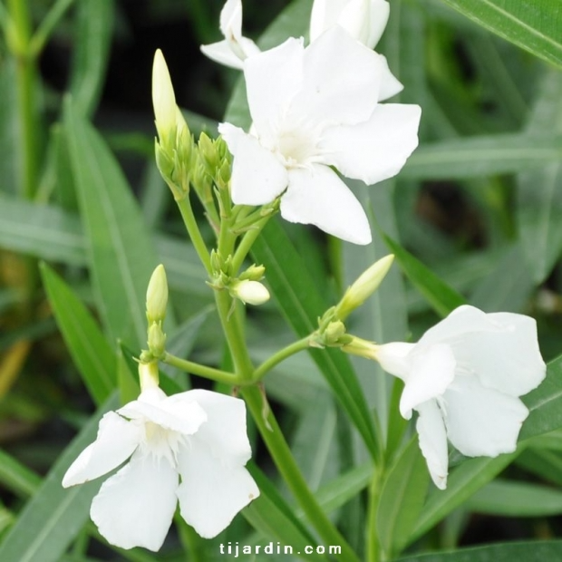Nerium oleander ‘Soeur Agnès’