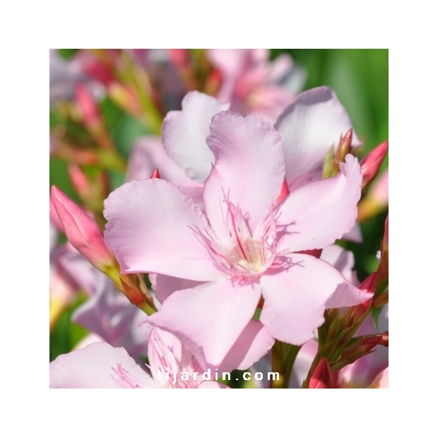 Nerium oleander ‘Sealy Pink’