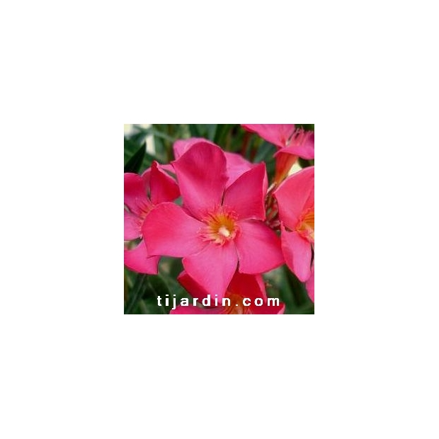 Nerium oleander ‘Papa Gambetta’