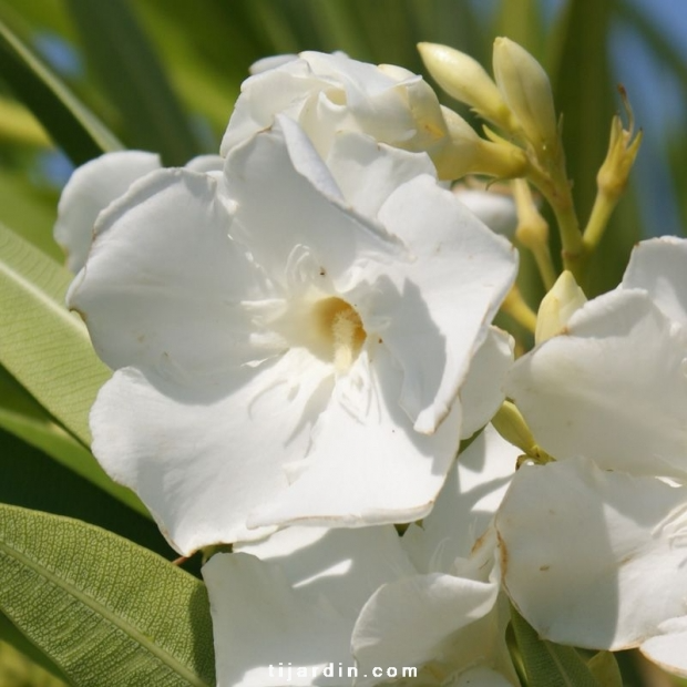 Nerium oleander ‘Mont Blanc’