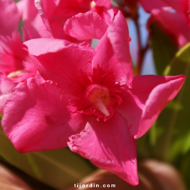 Nerium oleander ‘Margaritha