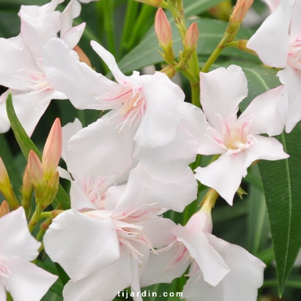 Nerium oleander ‘Alsace’