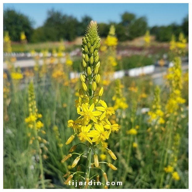 Bulbinella frutescens ‘Hallmark’ – Bulbine jaune