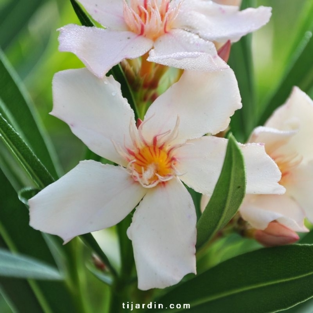Nerium oleander ‘Angiolo Pucci