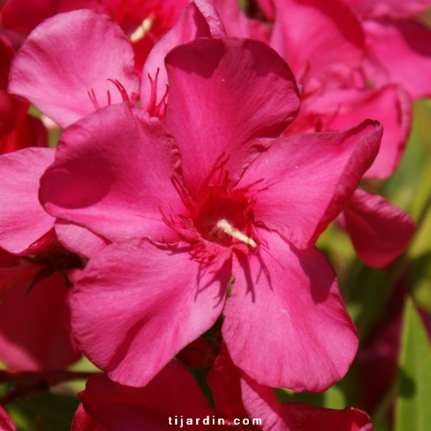 Nerium oleander ‘Hardy Red’